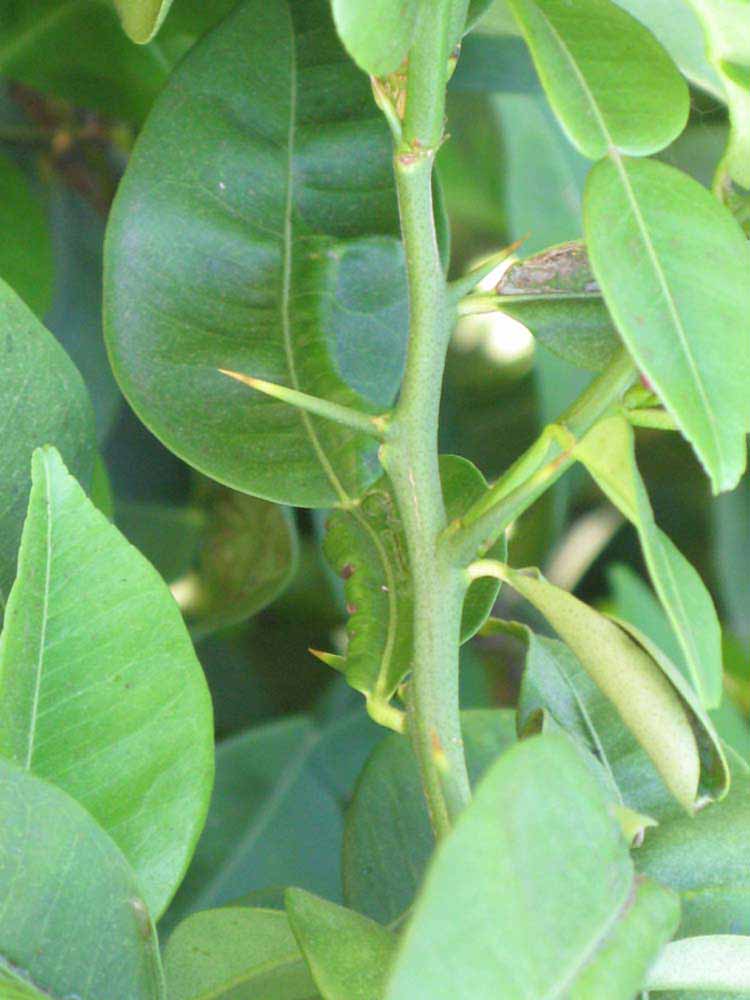            First year twig (Riverside, CA)   